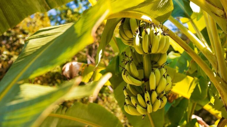 Alumbre de Amonio: Un Aliado Natural para Retardar la Maduración de Frutos de Cáscara Dura